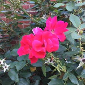 Meet your Posher, Jenni